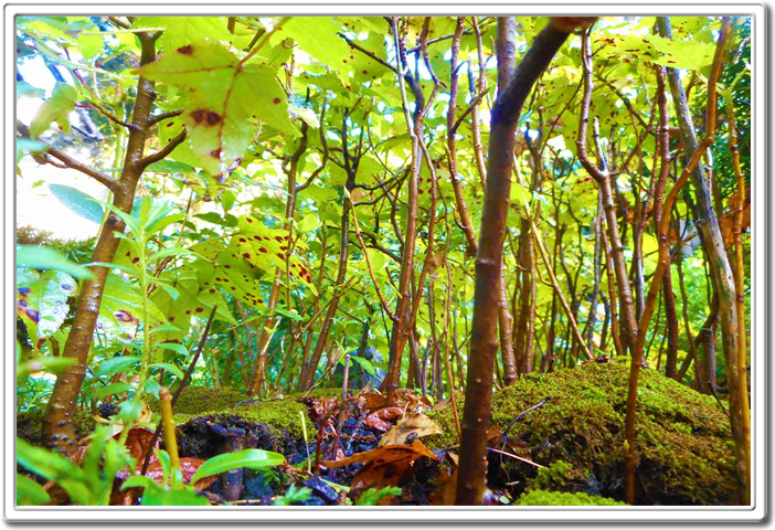 mINAITURE fOREST fACTORY aUSTIN tEXAS